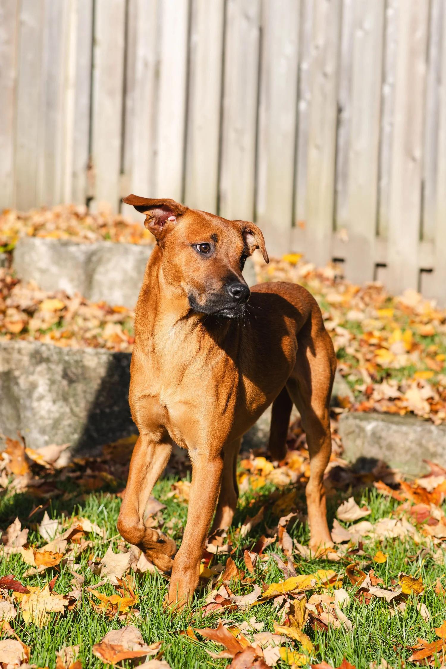Enlarge CHUCK, an adopted Mixed Breed in North York, ON image 2/6