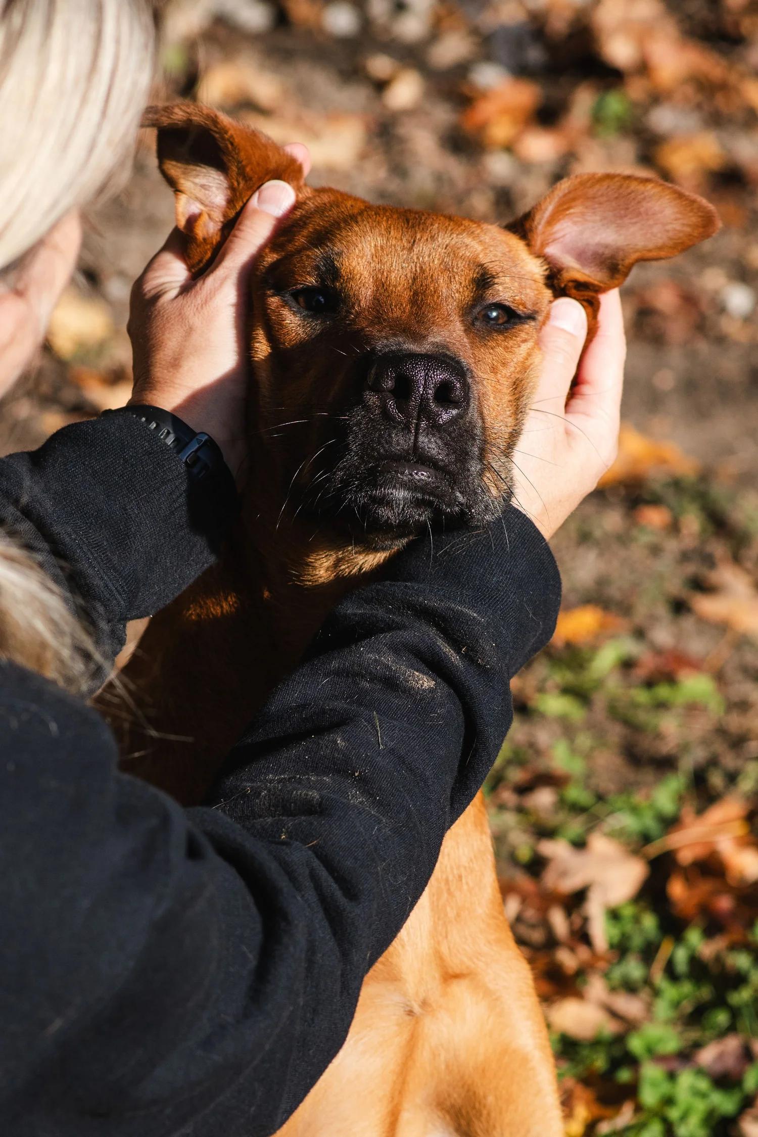 Enlarge CHUCK, an adopted Mixed Breed in North York, ON image 6/6
