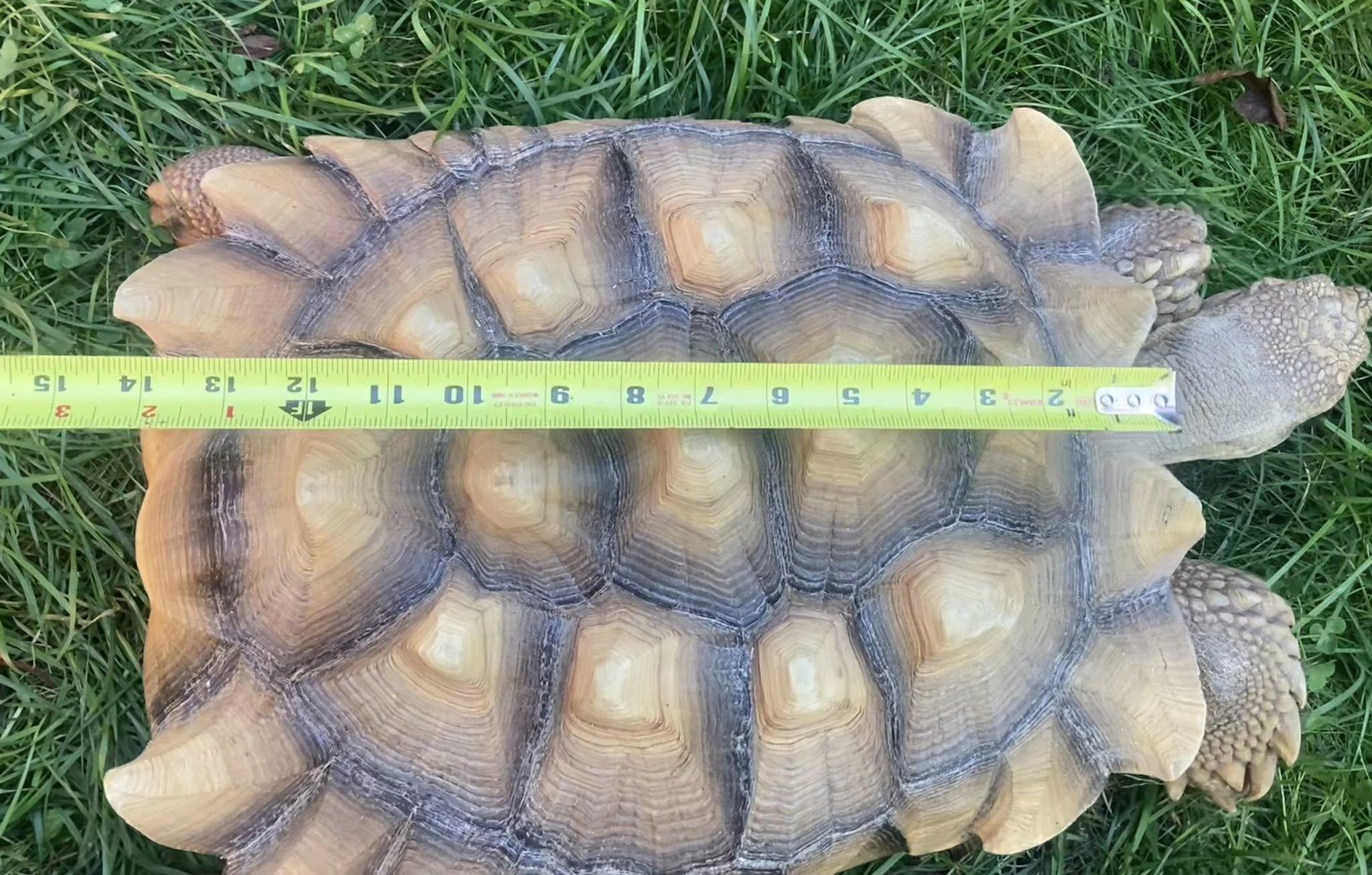 Enlarge Homer, a Adoptable Sulcata in Palmerton, PA image 4/4