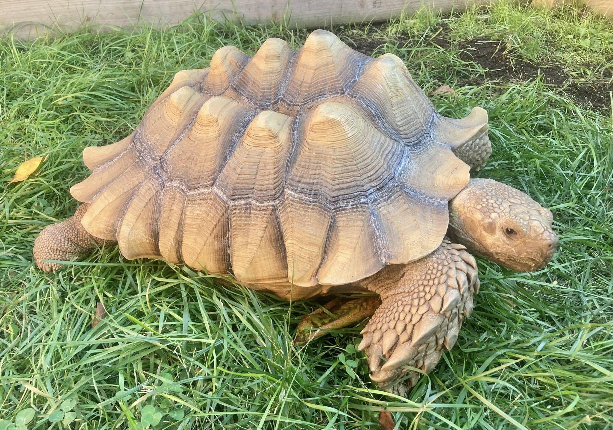 Enlarge Homer, a Adoptable Sulcata in Palmerton, PA image 1/4