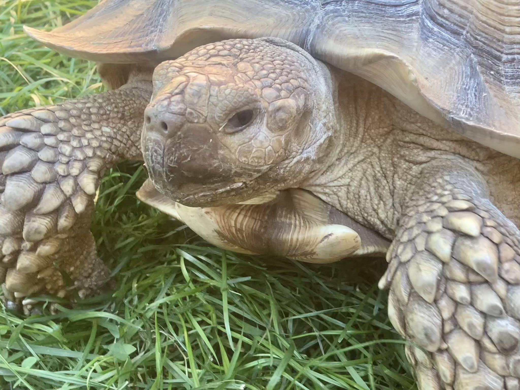 Enlarge Homer, a Adoptable Sulcata in Palmerton, PA image 2/4