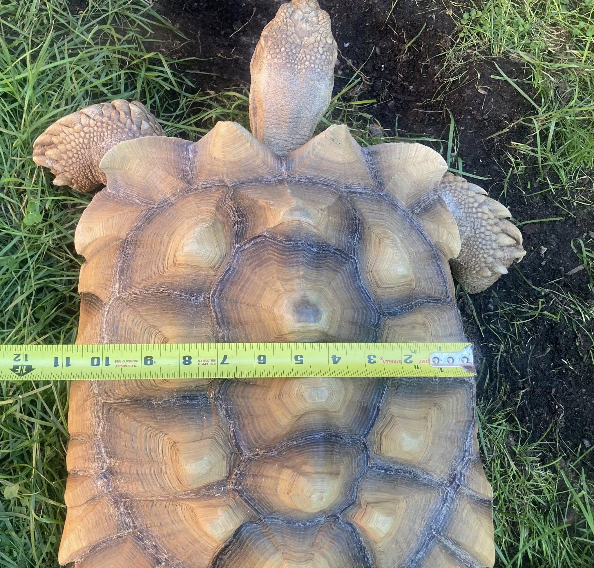 Enlarge Homer, a Adoptable Sulcata in Palmerton, PA image 3/4