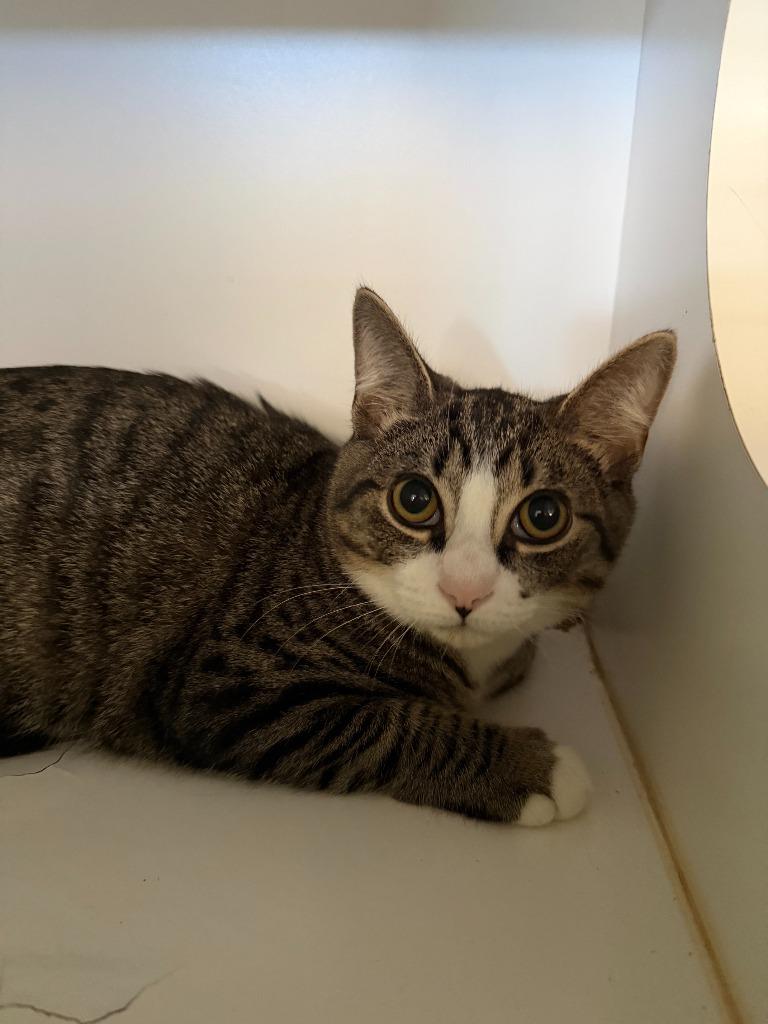Steve, Adoptable, Young Male Domestic Short Hair.
