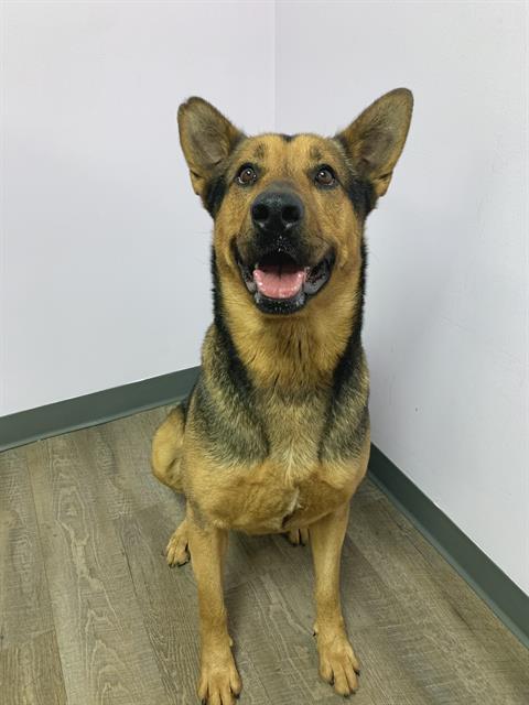 EPIK, Adoptable, Adult Male German Shepherd Dog & Labrador Retriever.