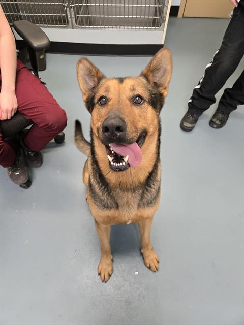 EPIK, Adoptable, Adult Male German Shepherd Dog & Labrador Retriever.