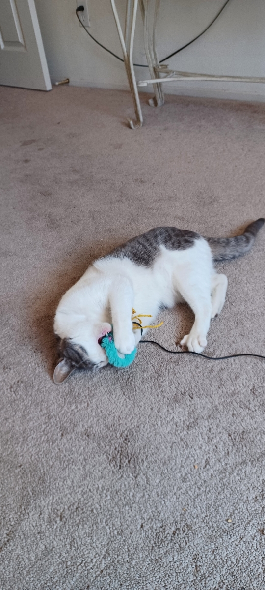 Jinx, a Adoptable mixed breed in Mission Viejo, CA image 1/5