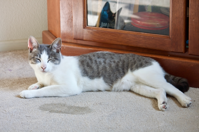 Jinx, a Adoptable mixed breed in Mission Viejo, CA image 2/5