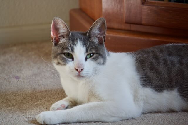 Jinx, a Adoptable mixed breed in Mission Viejo, CA image 3/5