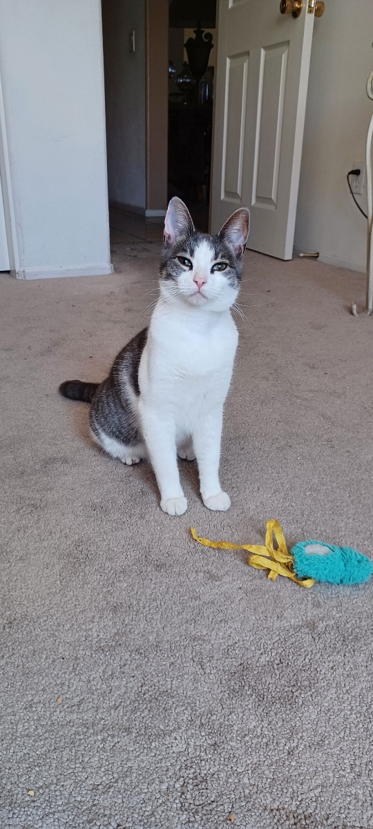 Jinx, a Adoptable mixed breed in Mission Viejo, CA image 4/5