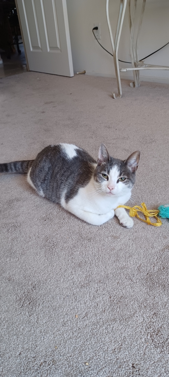 Jinx, a Adoptable mixed breed in Mission Viejo, CA image 5/5