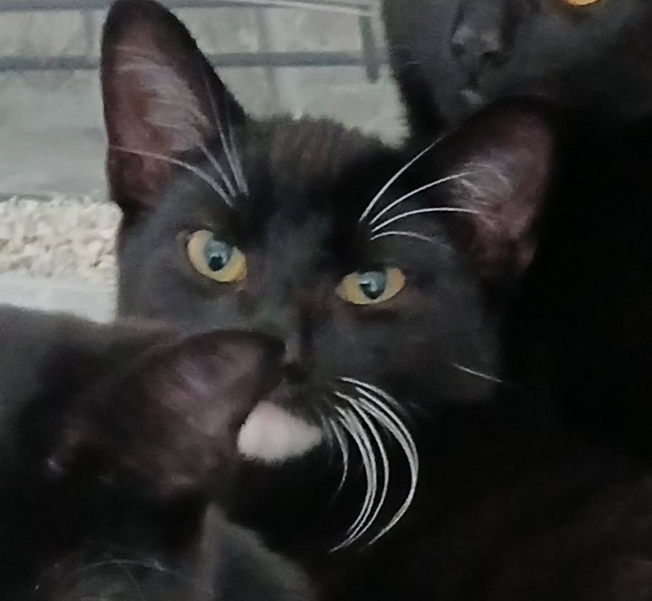 Enlarge Nike, an adoptable mixed breed in Germansville, PA image 2/4