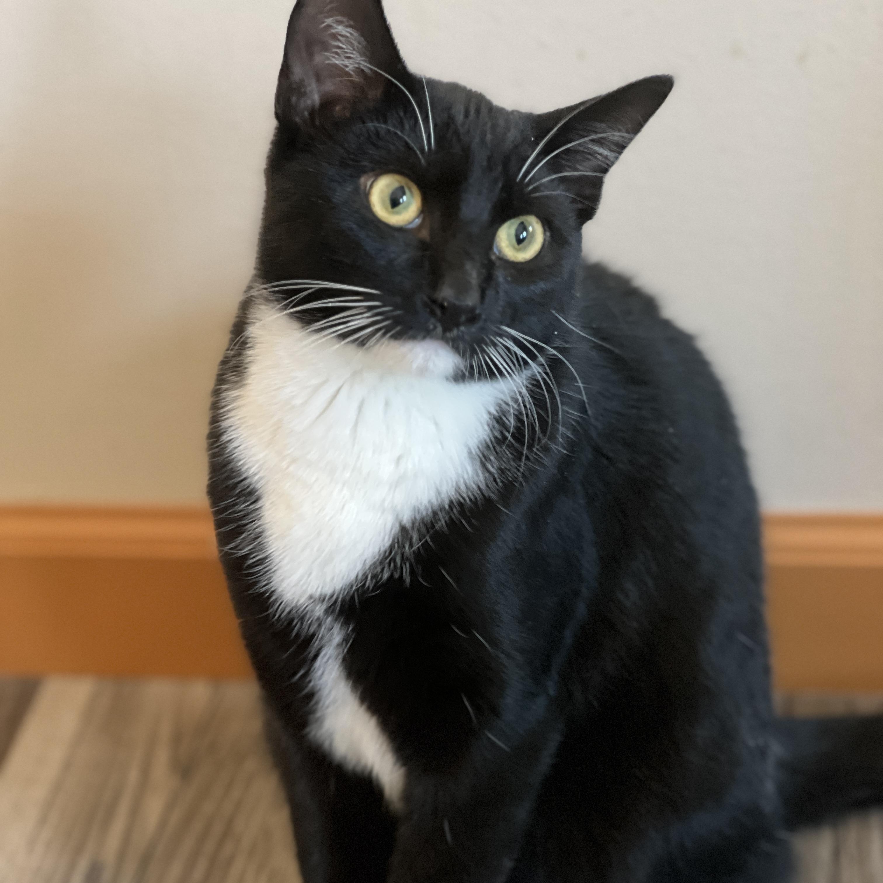 Enlarge Nike, an adoptable mixed breed in Germansville, PA image 1/4