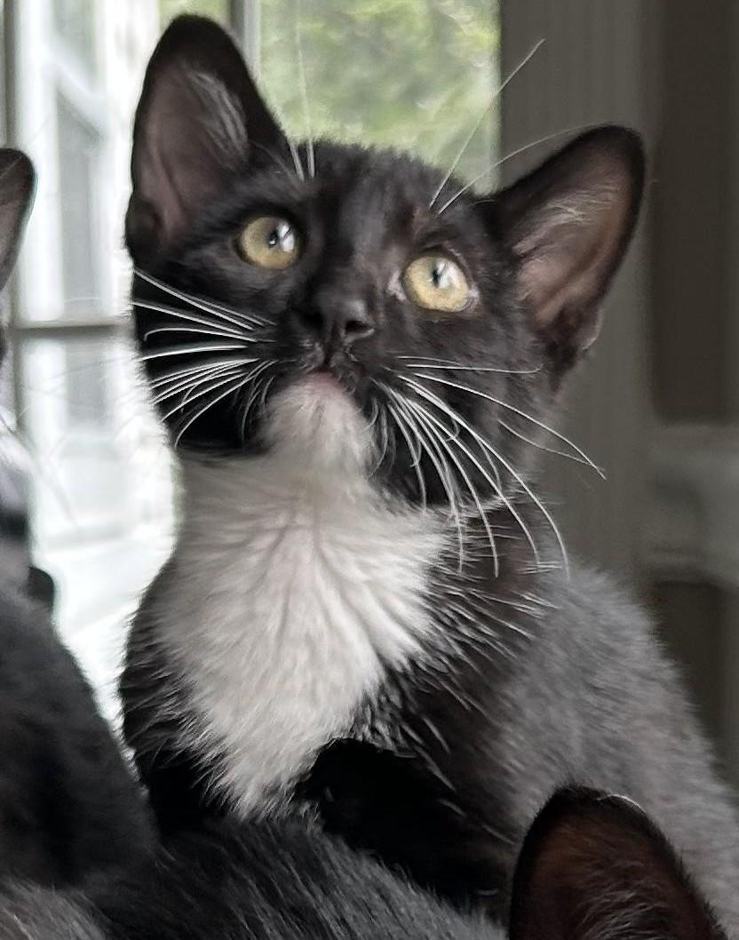 Enlarge Nike, an adoptable mixed breed in Germansville, PA image 4/4