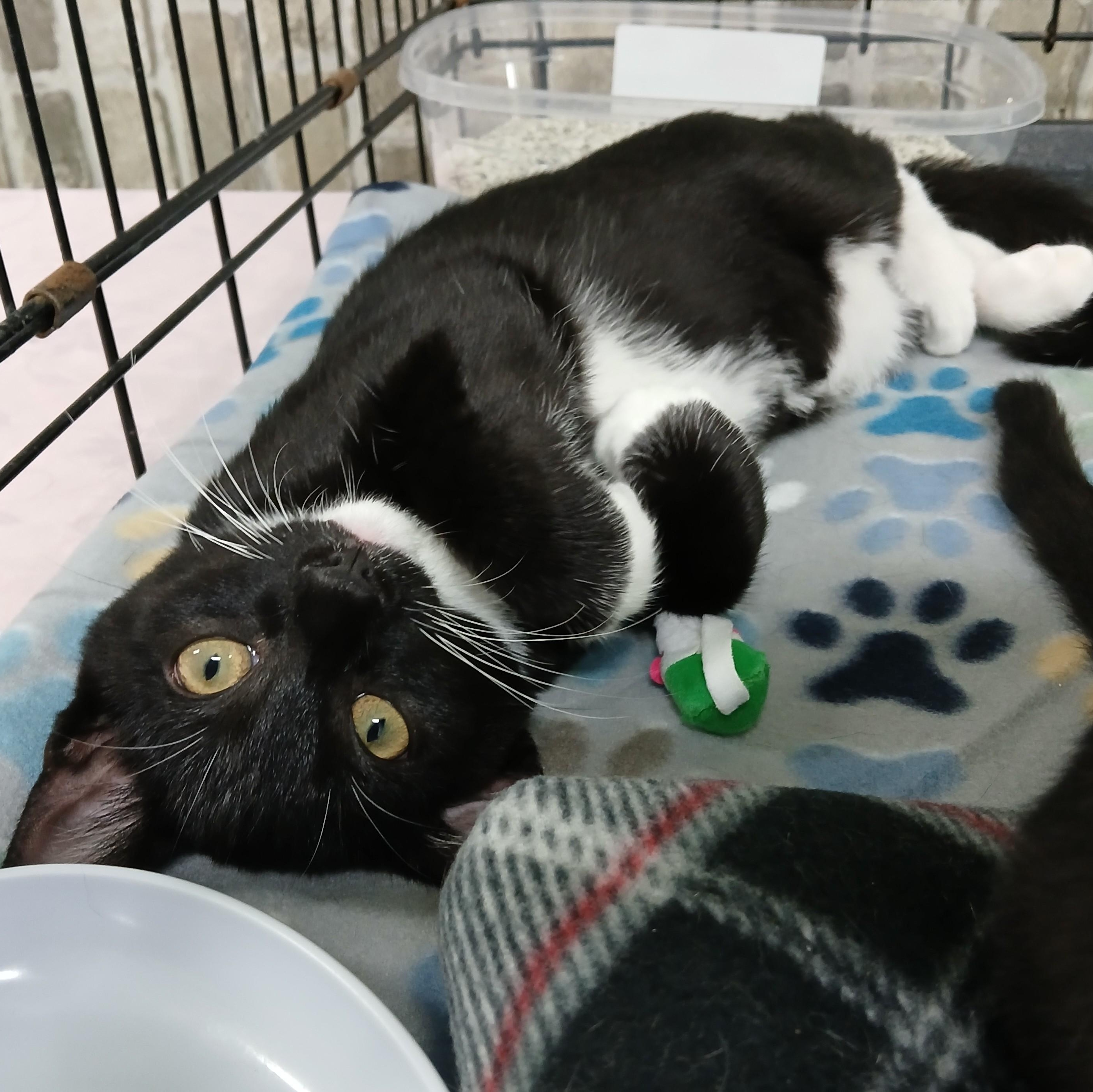 Enlarge Nike, an adoptable mixed breed in Germansville, PA image 3/4