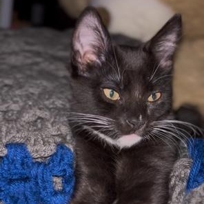 Nova (bonded with Phoenix)