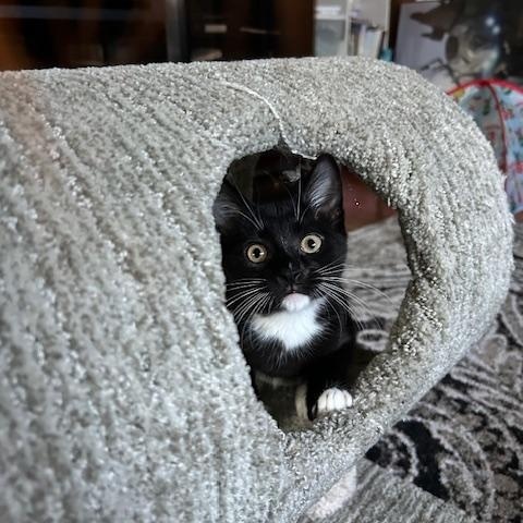 Nova (bonded with Phoenix)