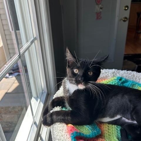 Nova (bonded with Phoenix)