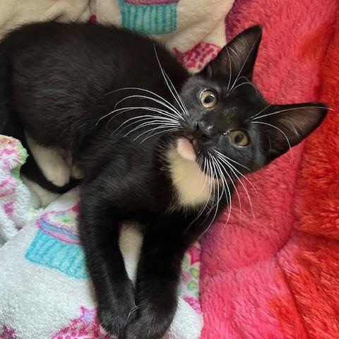 Nova (bonded with Phoenix)