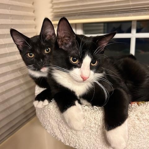 Nova (bonded with Phoenix)