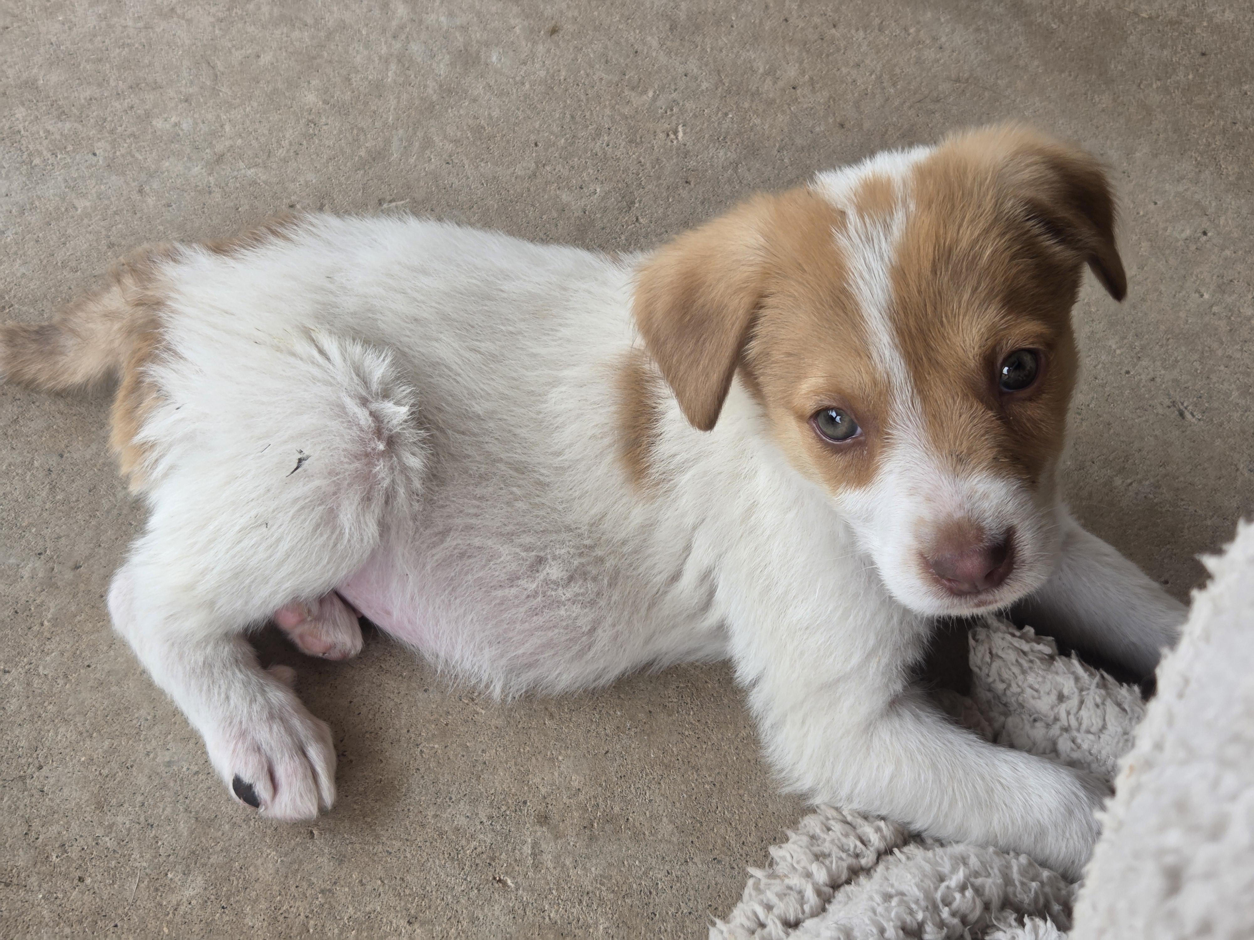 Timber, a ADOPTABLE mixed breed in Cave Creek, AZ image 3/3