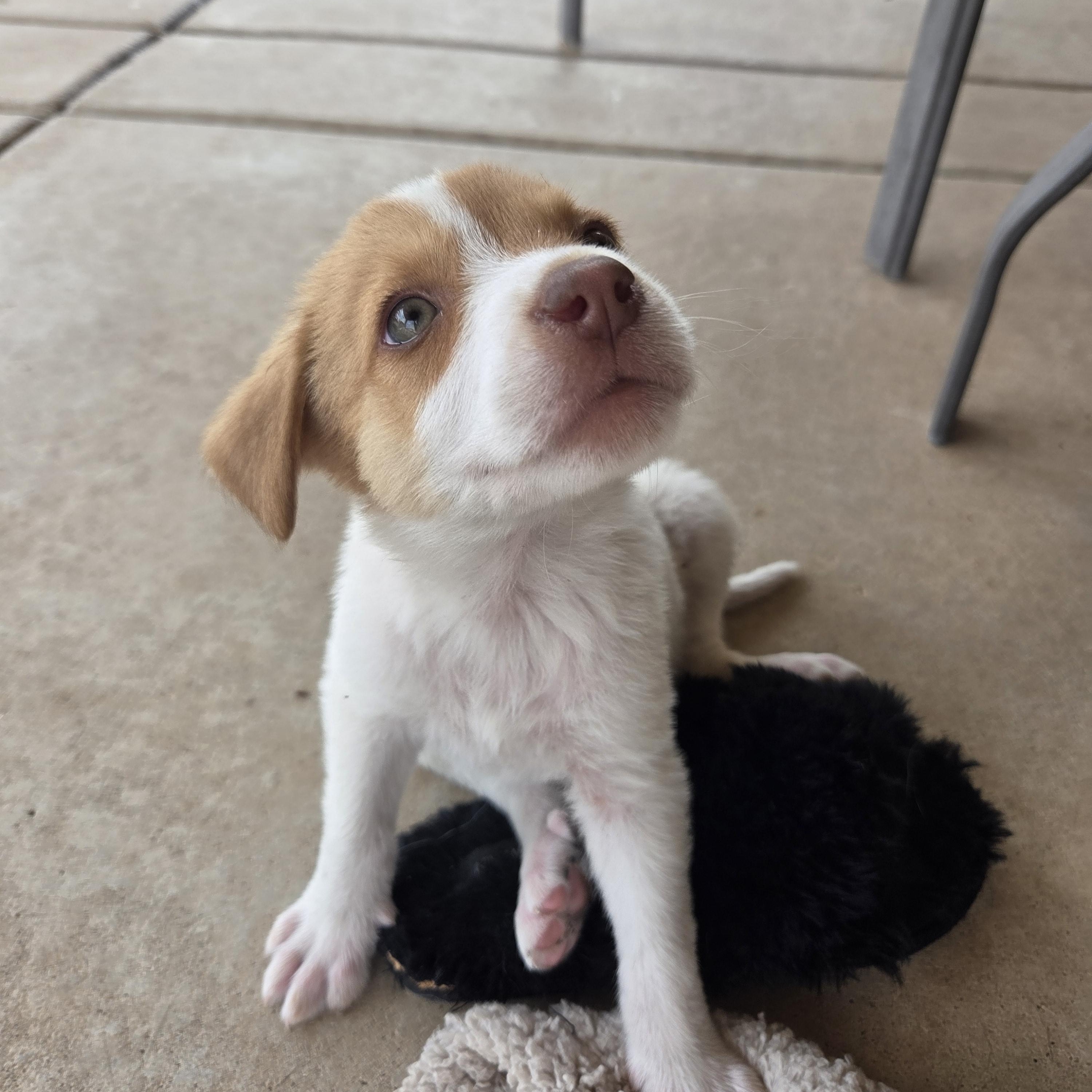 Timber, ADOPTABLE, Puppy Male Australian Cattle Dog / Blue Heeler & Labrador Retriever.