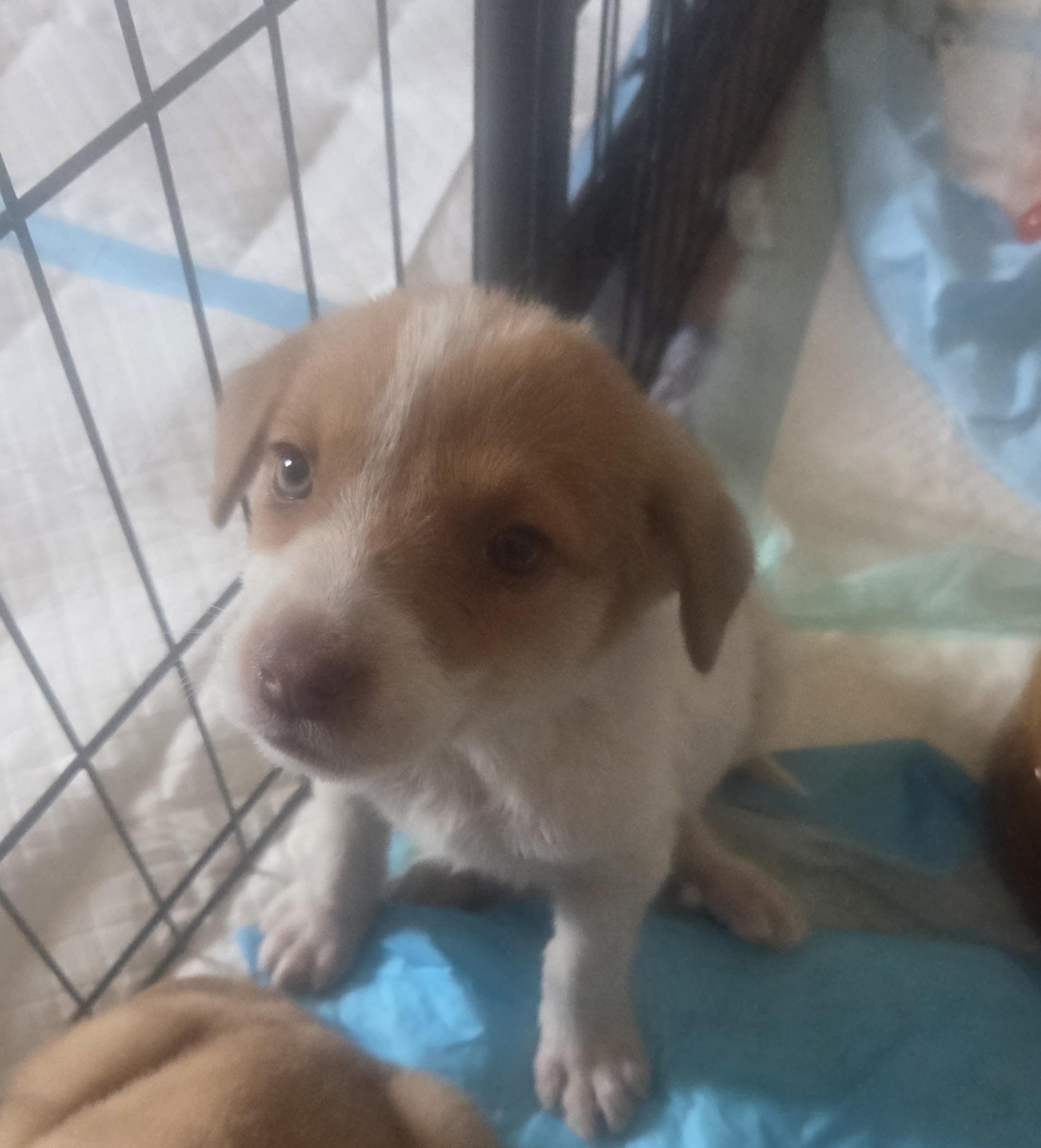Timber, a ADOPTABLE mixed breed in Cave Creek, AZ image 2/3