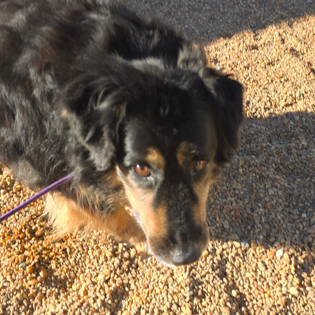 Enlarge Saoie, a Adoptable mixed breed in Elizabeth City, NC image 1/1