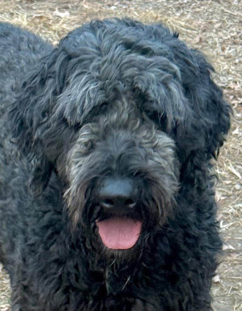 Enlarge Jimidy, a Adopted mixed breed in Crossville, TN image 1/6