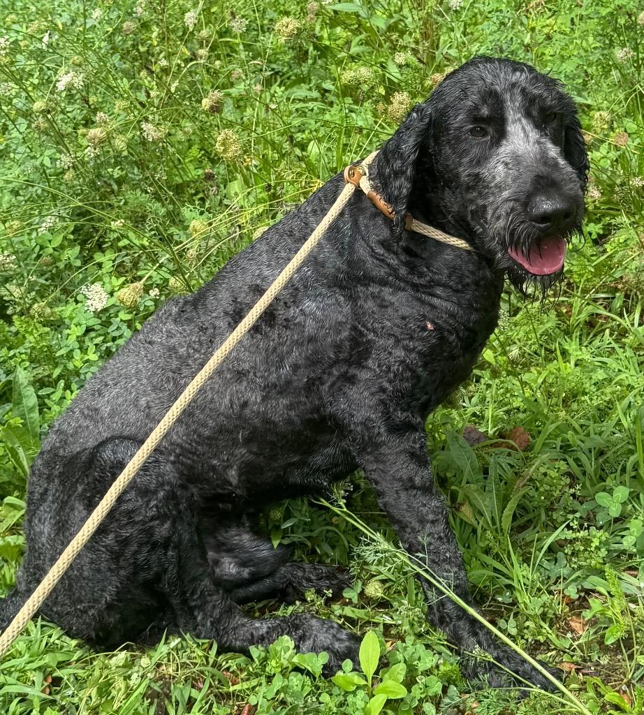 Enlarge Jimidy, a Adopted mixed breed in Crossville, TN image 3/6