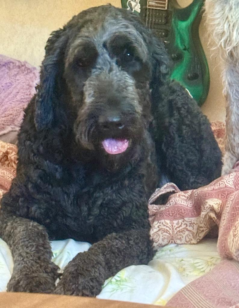 Enlarge Jimidy, a Adopted mixed breed in Crossville, TN image 6/6