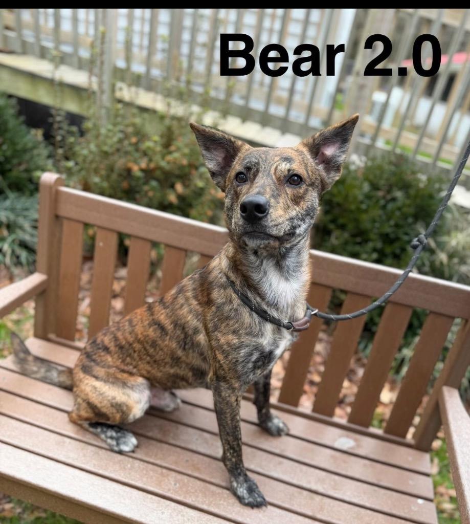 Bear 2.0