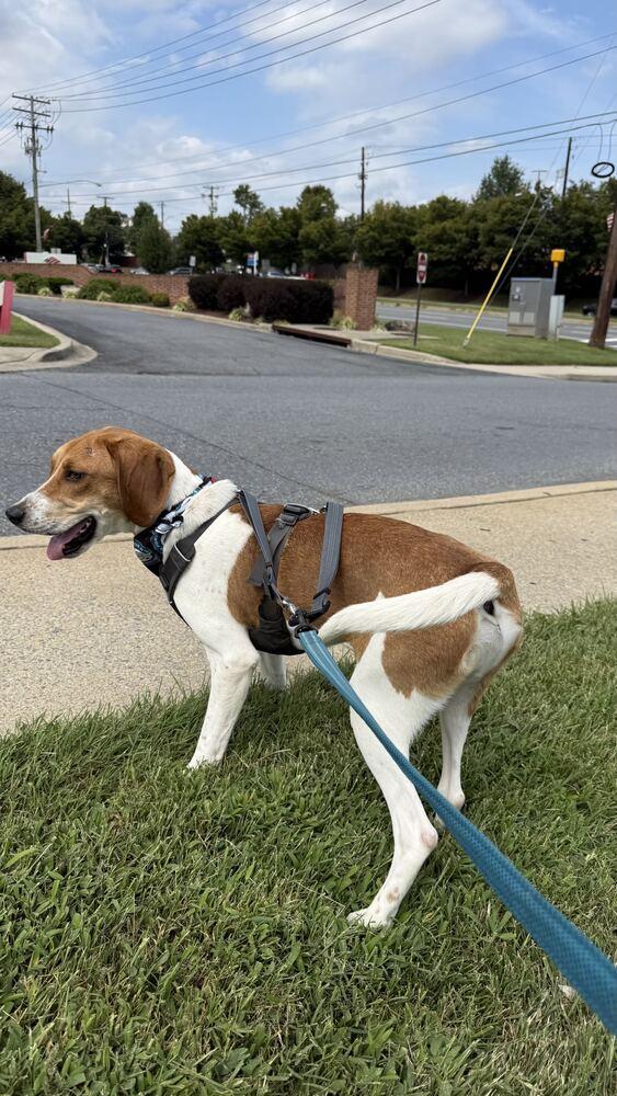 Enlarge Benny, a Adoptable Hound in Silver Spring, MD image 2/6
