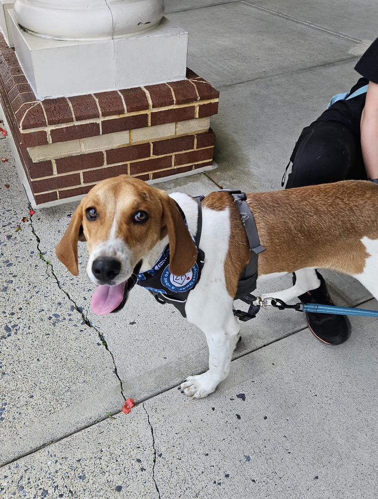 Benny, Adoptable, Adult Male Hound.