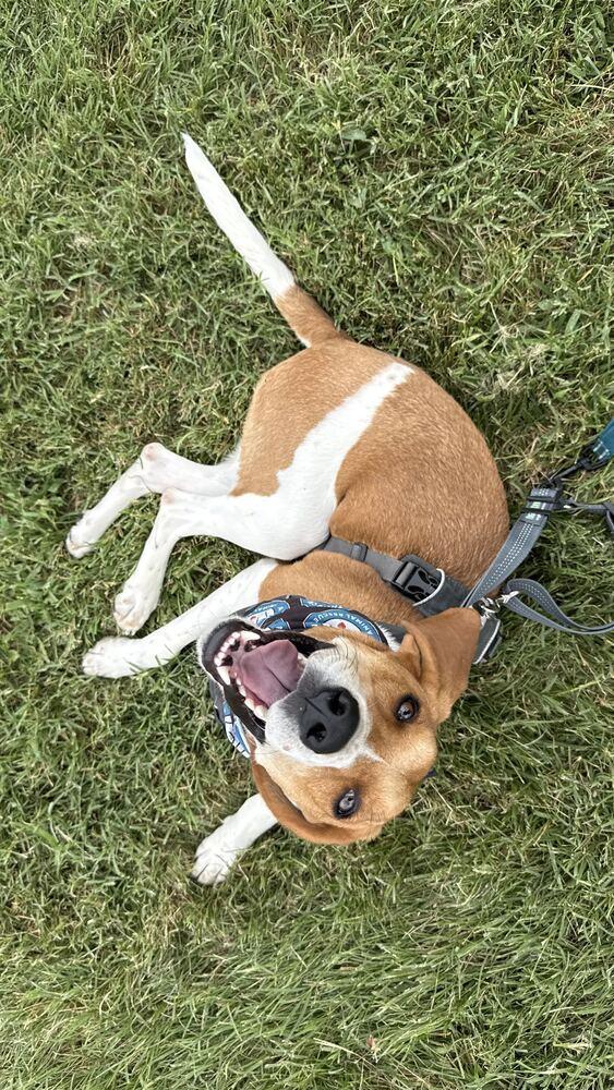 Enlarge Benny, a Adoptable Hound in Silver Spring, MD image 3/6