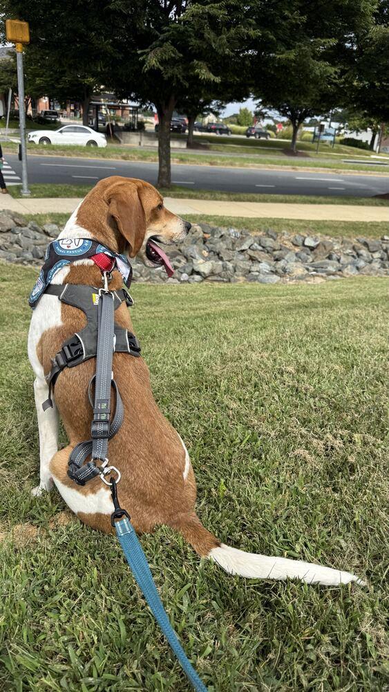 Enlarge Benny, a Adoptable Hound in Silver Spring, MD image 4/6