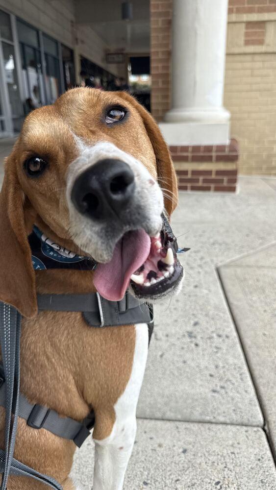 Enlarge Benny, a Adoptable Hound in Silver Spring, MD image 5/6