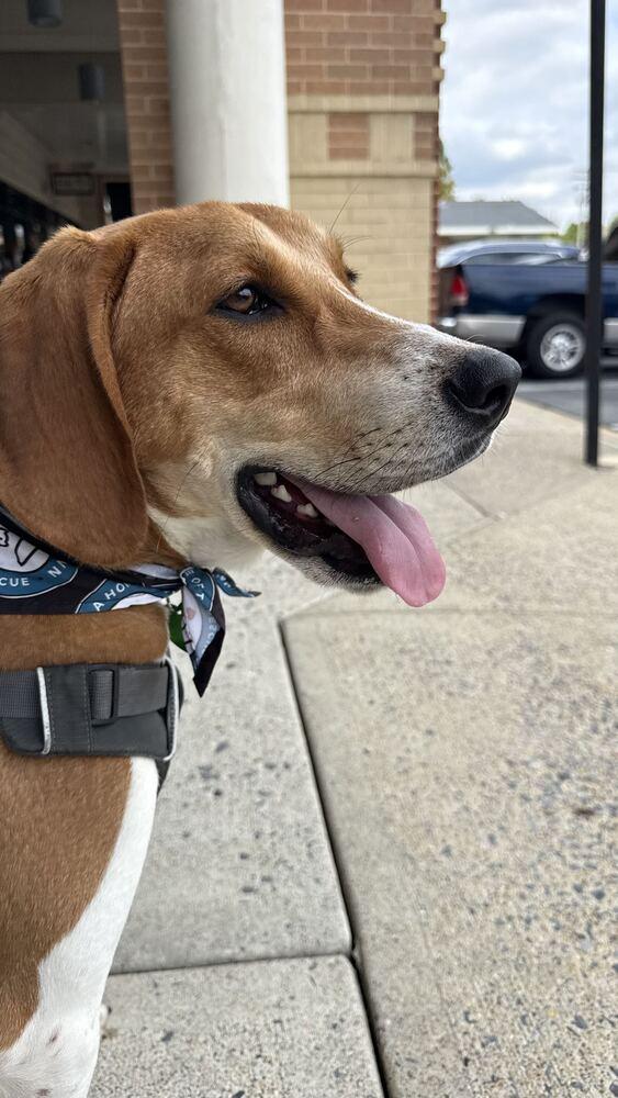 Enlarge Benny, a Adoptable Hound in Silver Spring, MD image 6/6