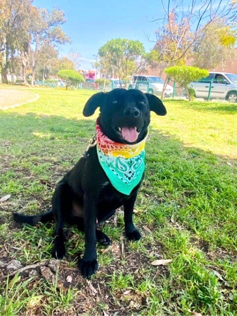 Enlarge Romeo, a Adoptable mixed breed in Carlsbad, CA image 1/8