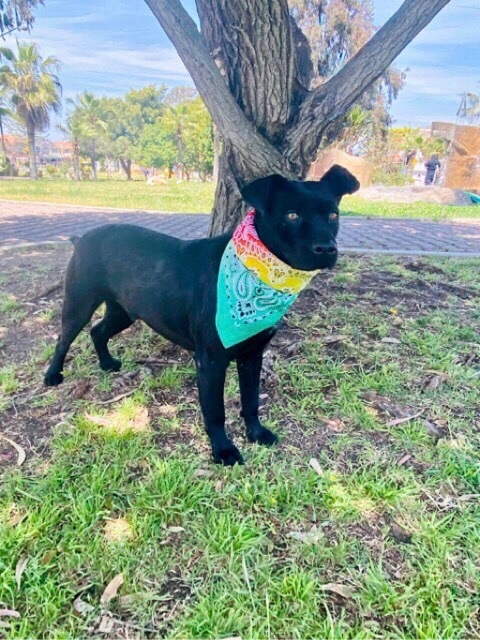 Enlarge Romeo, a Adoptable mixed breed in Carlsbad, CA image 2/8