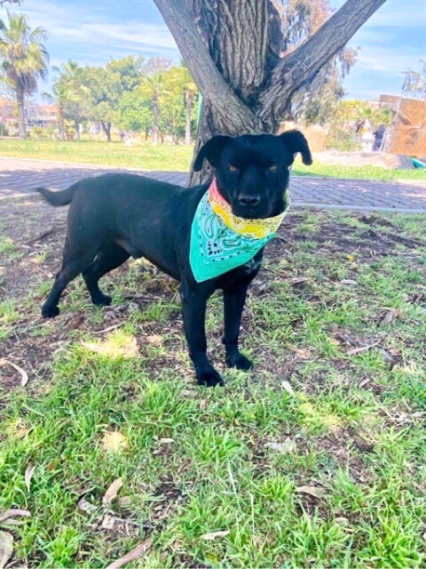 Enlarge Romeo, a Adoptable mixed breed in Carlsbad, CA image 3/8