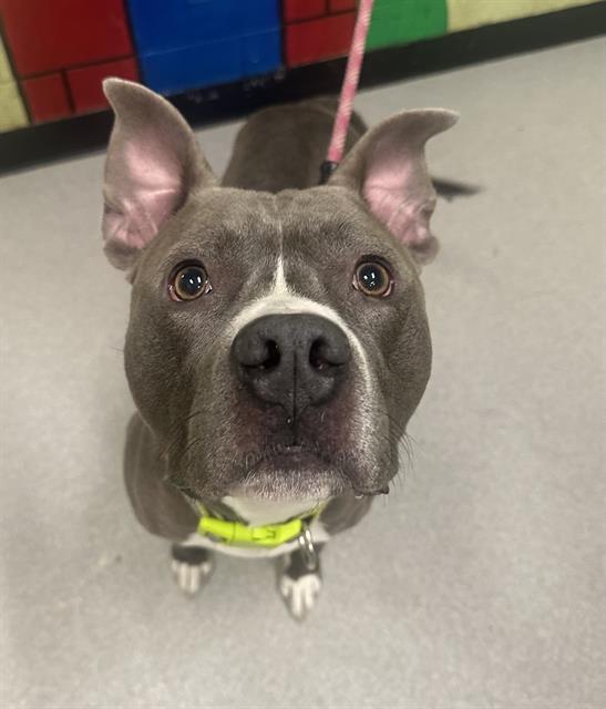 T-BONE, Adoptable, Adult Male Pit Bull Terrier.