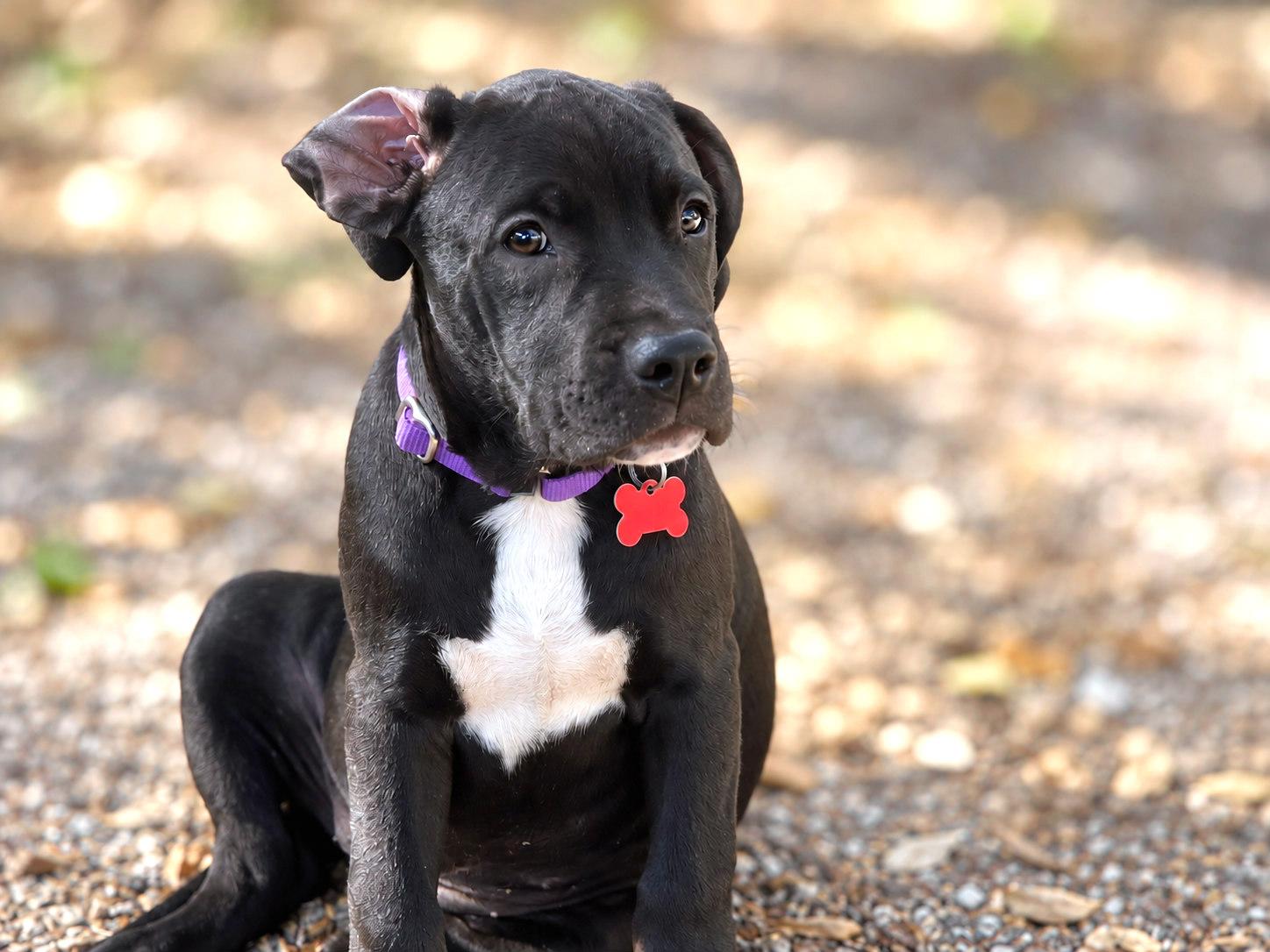 Enlarge Katseye, a Adoptable mixed breed in Boerne, TX image 2/5