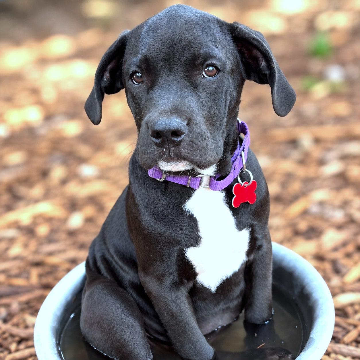 Enlarge Katseye, a Adoptable mixed breed in Boerne, TX image 3/5