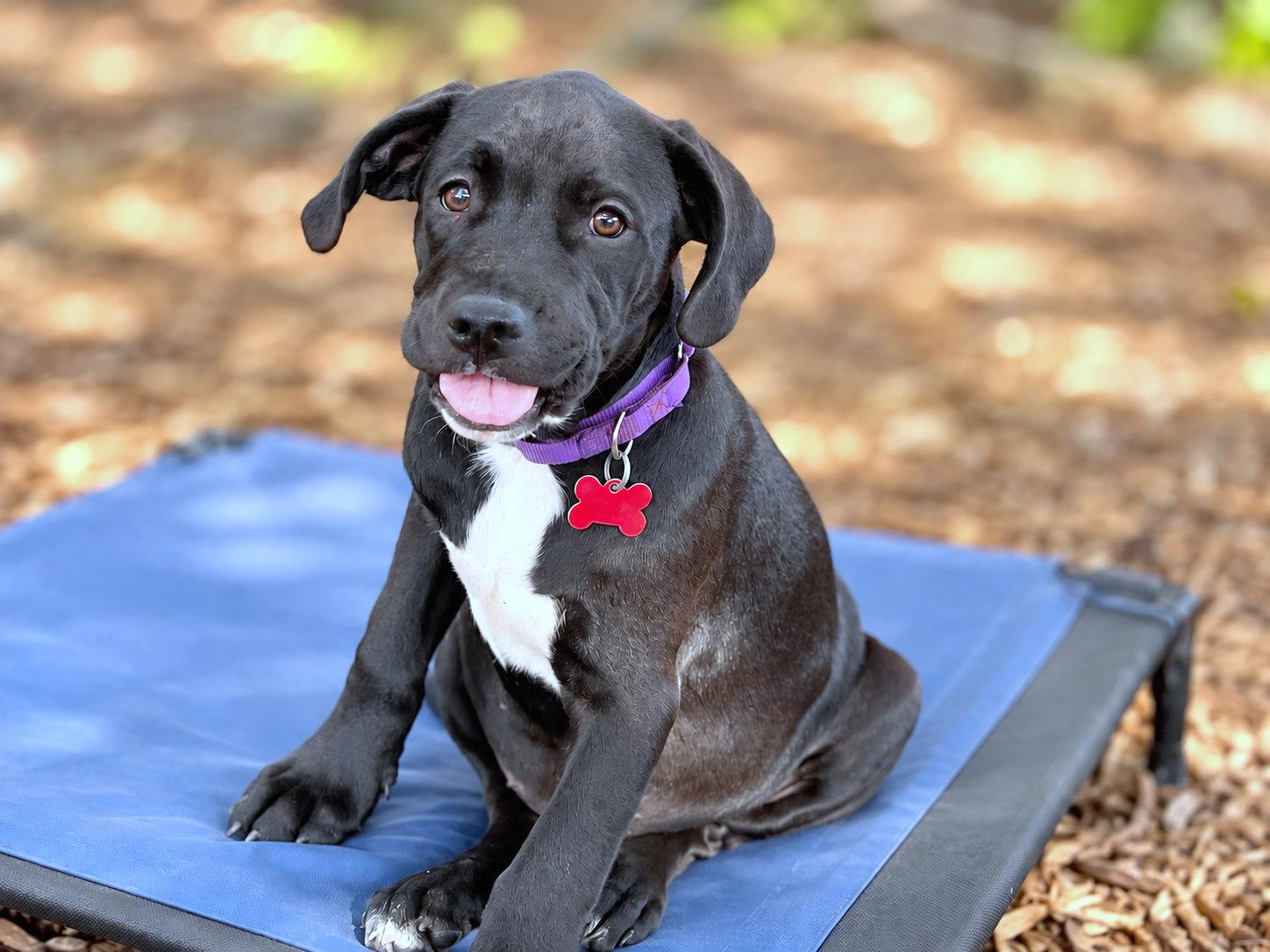 Enlarge Katseye, a Adoptable mixed breed in Boerne, TX image 4/5