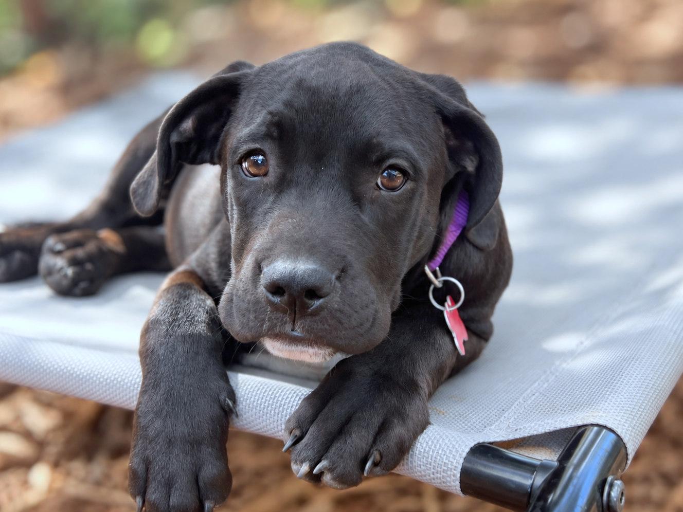 Enlarge Katseye, a Adoptable mixed breed in Boerne, TX image 5/5