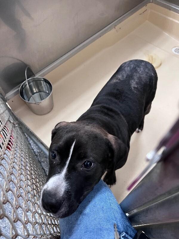 Otis, Adoptable, Adult Male Pit Bull Terrier.