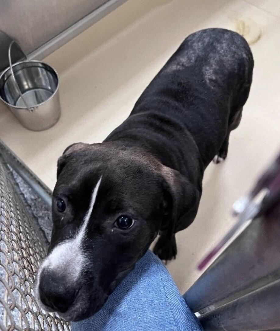 Otis, a Adoptable Pit Bull Terrier in Burgaw, NC image 2/2