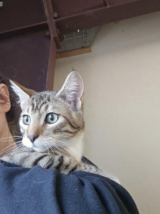 Enlarge Bambino, an adopted Domestic Short Hair in Prineville, OR image 1/1