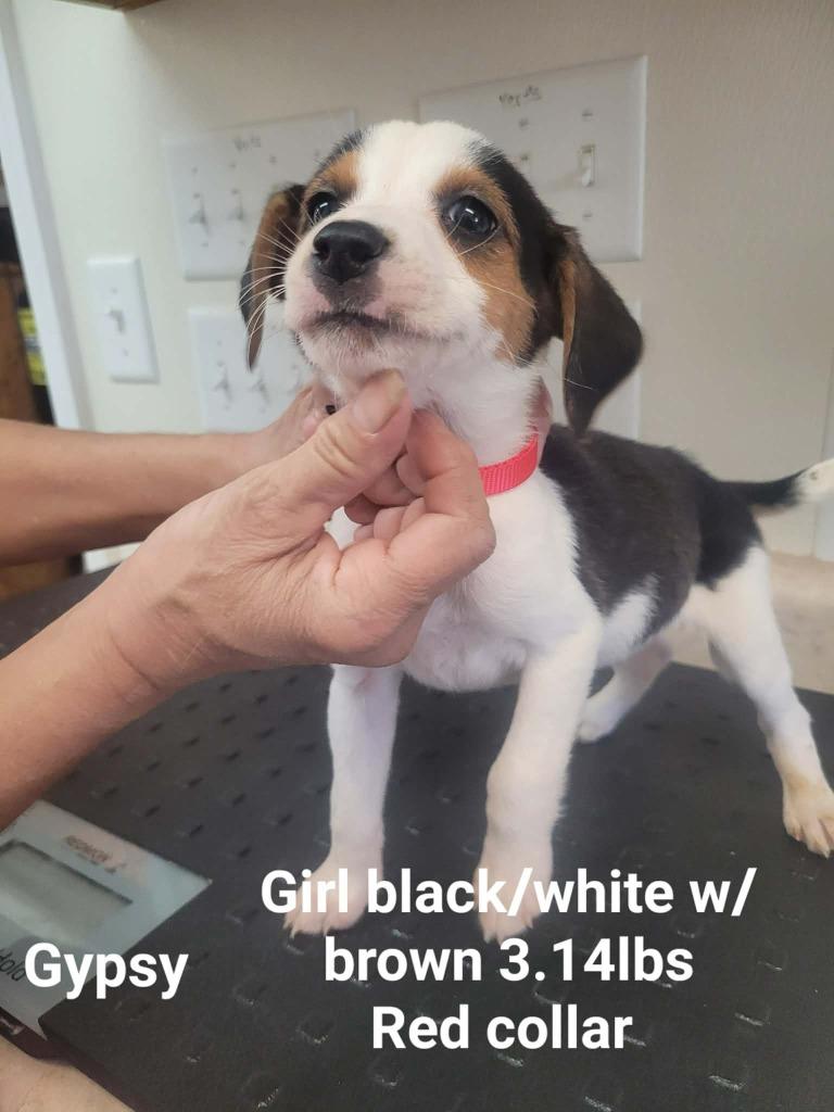 Gypsy, Adopted, Puppy Female Beagle.