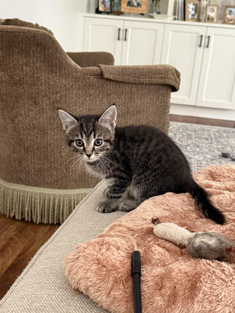 Leia, Adoptable, Kitten Female Domestic Short Hair.